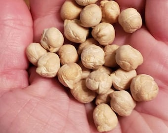 Chickpea Seeds (50 seeds)