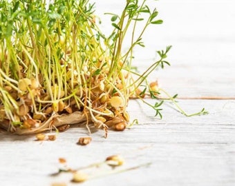 Lentil Bean Seeds (100 seeds)