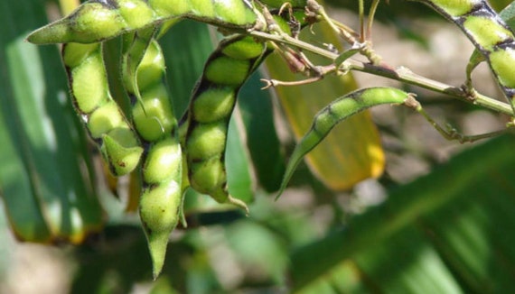 Homesteading in the tropics: Pigeon Peas (Gandules