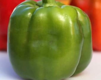 Giant Bell Pepper seeds (100 seeds)