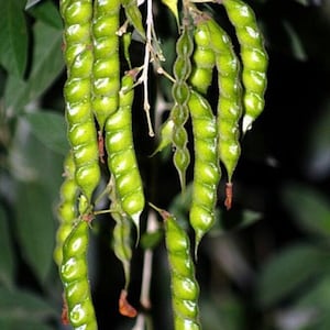 May include: Close-up of green, elongated pods hanging from a plant. The pods are a vibrant green color and have a segmented appearance. Some pods have small, brown tips. The background is a blurred mix of green foliage.