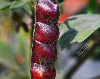 Red Gandules (RARE)- Pigeon Peas [10 seeds]