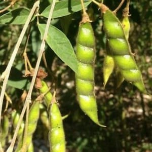 Gandules- Pigeon Pea (100 seeds)