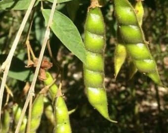 Gandules- Pigeon Pea (100 seeds)