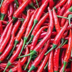 Chilli Pepper seeds