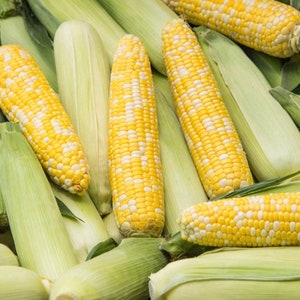 Sweet corn seeds