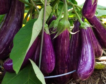 Eggplant seeds