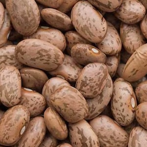 Pinto Bean Seeds (50 seeds)