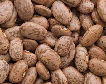 Pinto Bean Seeds (50 seeds)