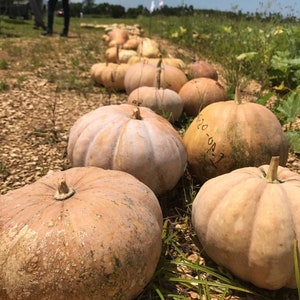 May include: A line of large, pale brown pumpkins in a field. The pumpkins are arranged in a row, with the closest pumpkin in the foreground. The pumpkins are all different sizes and shapes, and some have writing on them.