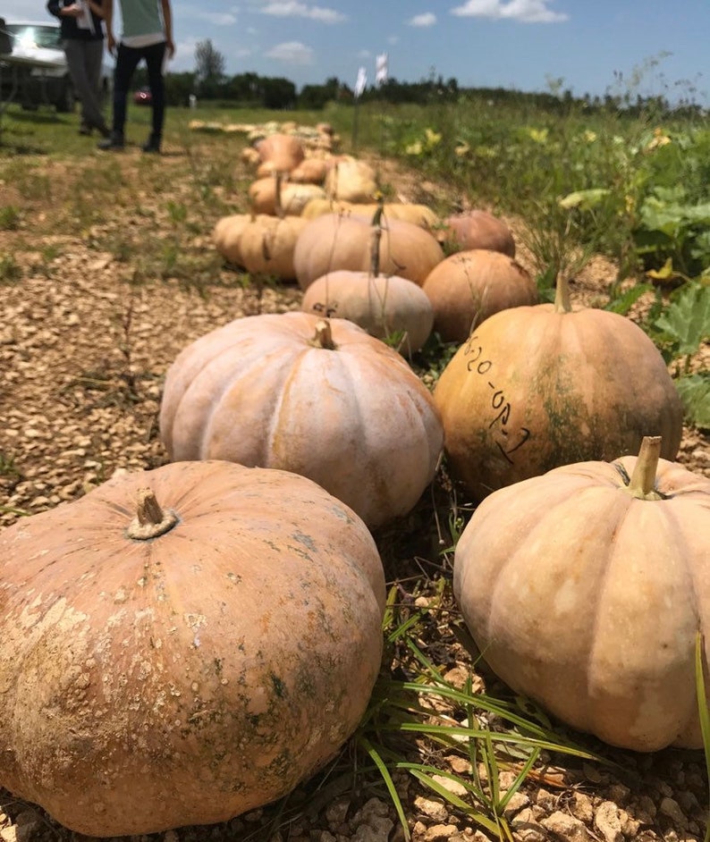May include: A line of large, pale brown pumpkins in a field. The pumpkins are arranged in a row, with the closest pumpkin in the foreground. The pumpkins are all different sizes and shapes, and some have writing on them.