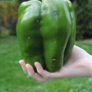 Giant bell pepper seeds (300 seeds)