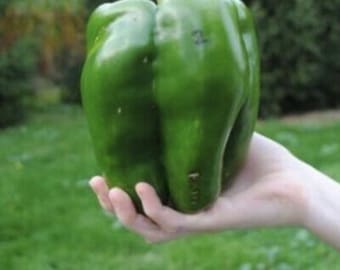 Giant bell pepper seeds (300 seeds)