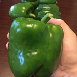 Organic Bell pepper