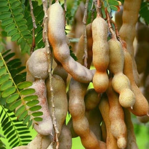 Tamarind seeds (20 seeds)