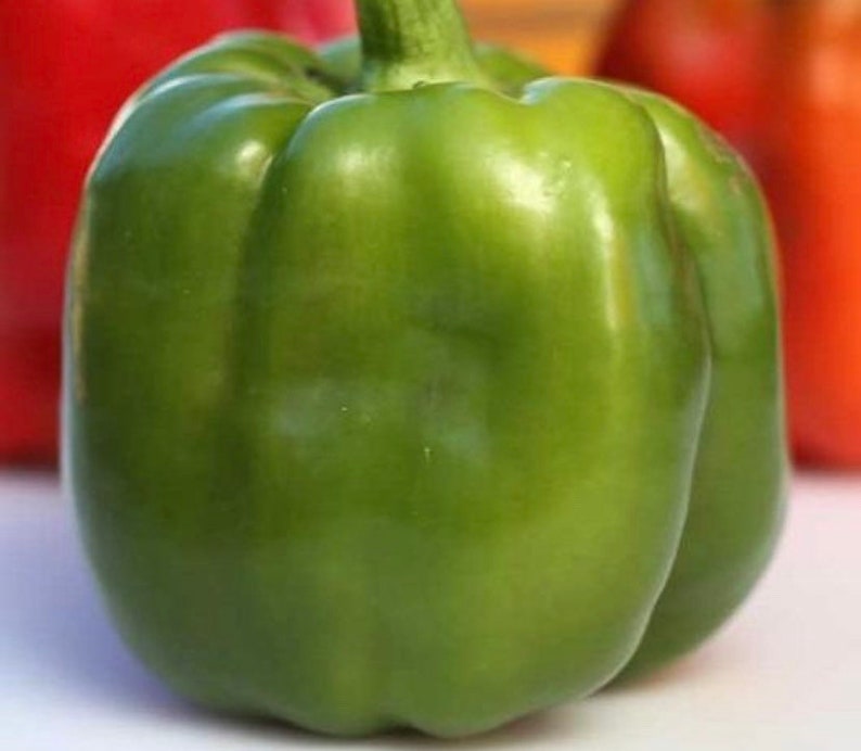 Organic Green Bell Pepper Seeds 200 seeds image 4