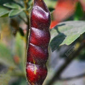 Red Gandules (RARE) / pigeon peas