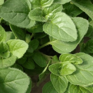 May include: Close-up of a lush green oregano plant with soft, fuzzy leaves.