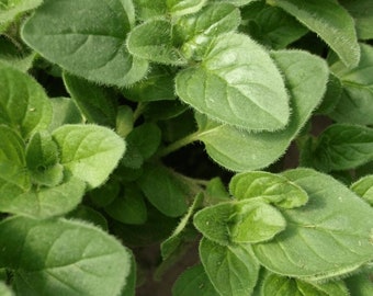 Oregano seeds (100mg)