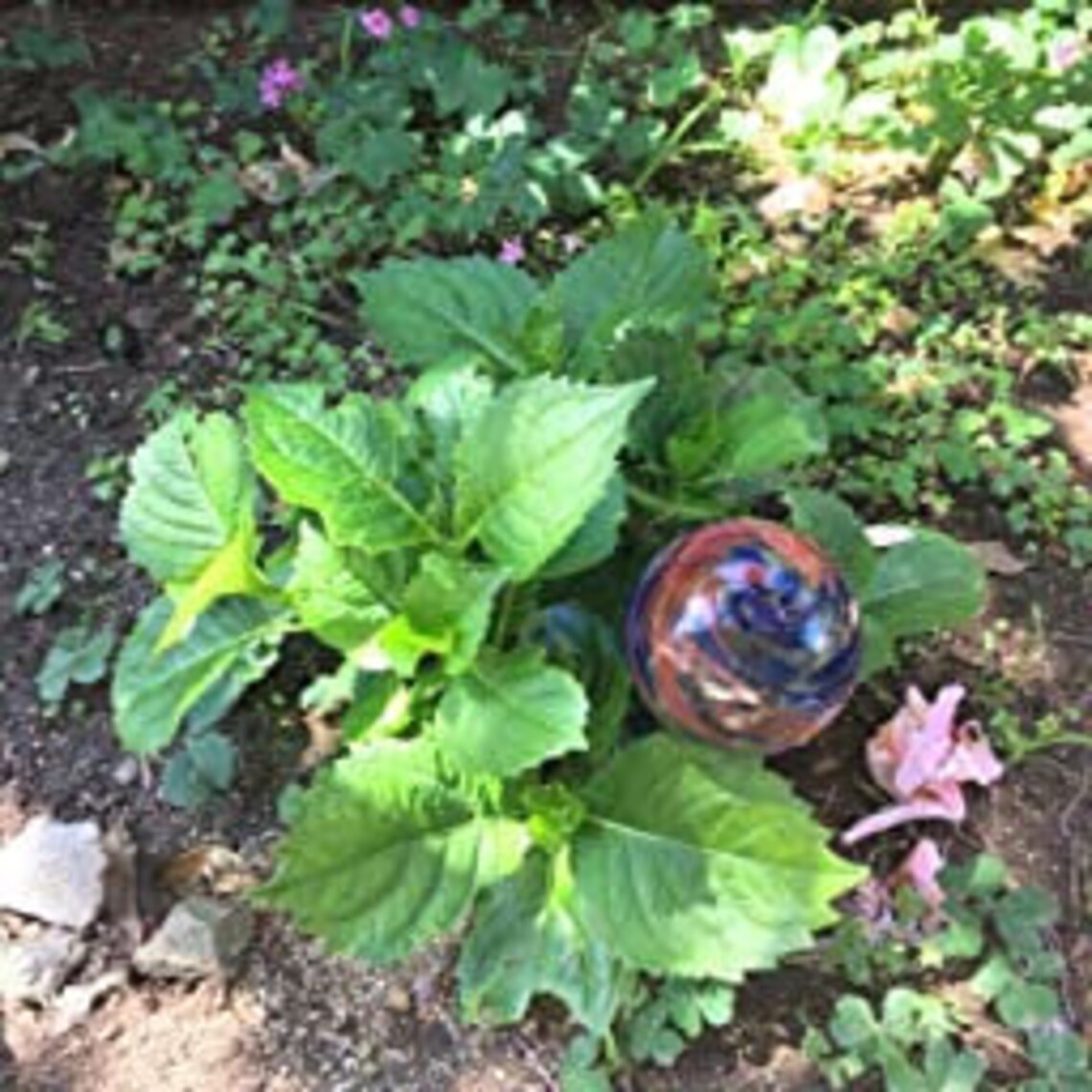 Hand Blown Hydrating Glass Bubble Water Balls for Plants Etsy