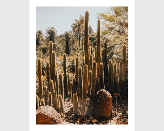 Cactus Plant Print | Melbourne Australia | Palm Tree | Travel Photography  Fine Art Wall Print Poster | Free UK Delivery - Etsy