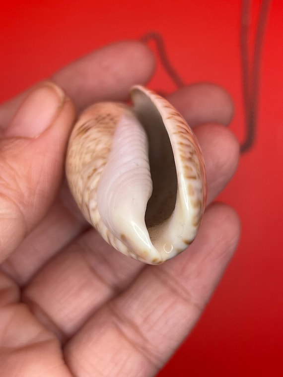 Polished Shell Pendant Necklace - image 8