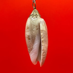 Polished Shell Pendant Necklace