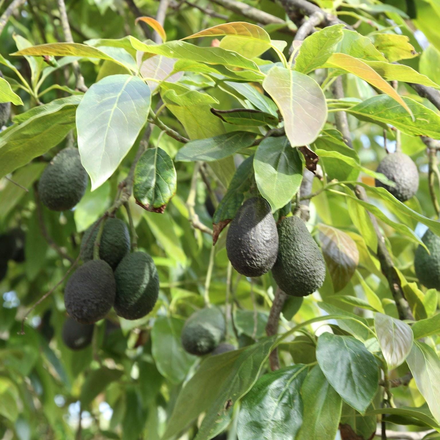 Organic Hass Avocado Fruit Gift Box California Grown - Etsy