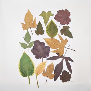 vraies feuilles pressées et séchées