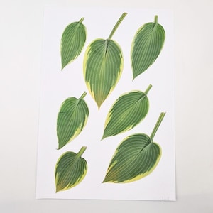 7 feuilles d'hosta, pressées et séchées