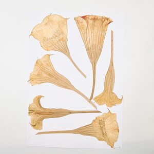 6 fleurs de Datura/arbre à trompettes, pressées et séchées