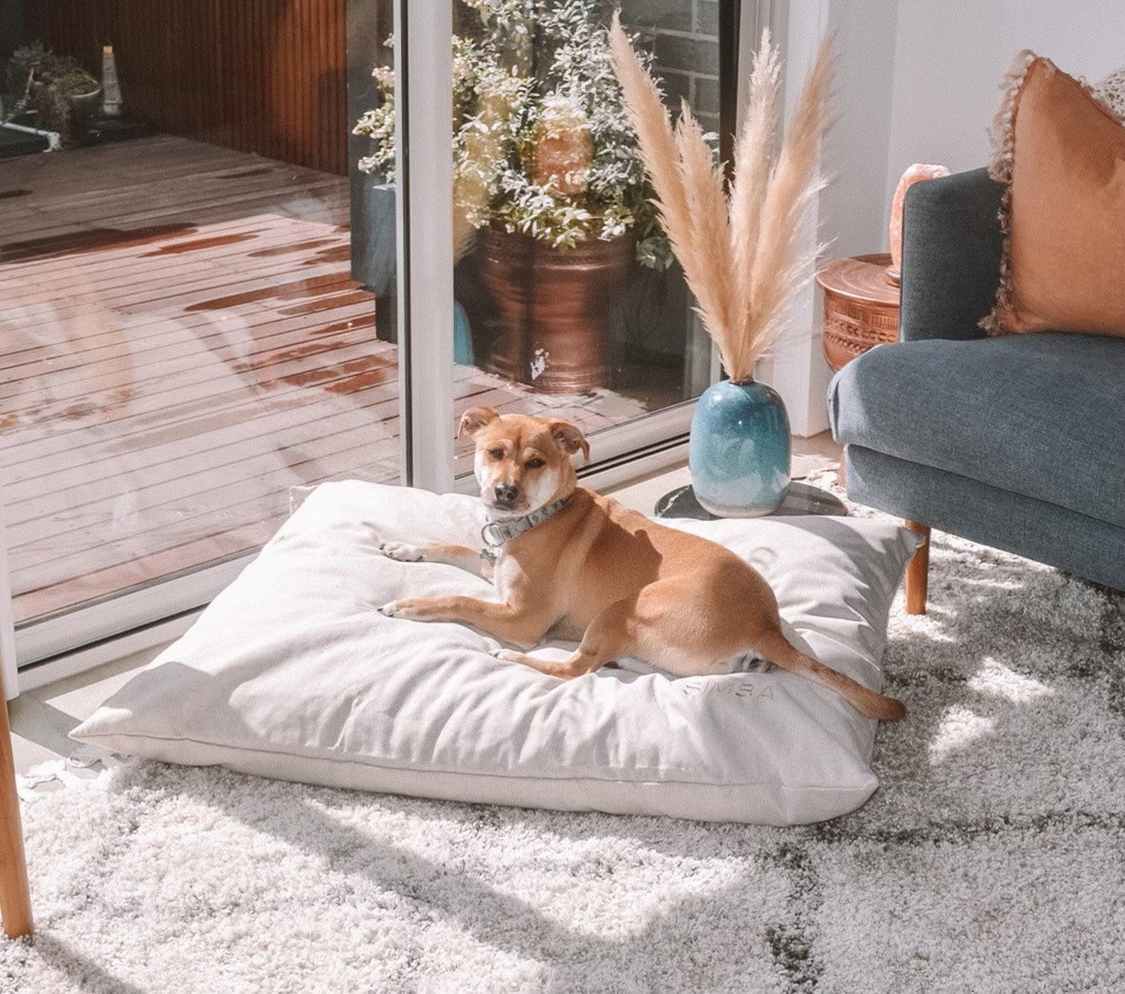 7+ Large Dog Bed Ideas For Australian Dogs (+ Extra Large Beds)