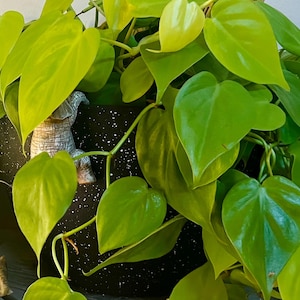 May include: A vibrant neon green heart-leaf philodendron plant with trailing vines cascading over the sides of a round black planter pot featuring a speckled white texture and a small decorative elephant figurine attached to the rim.