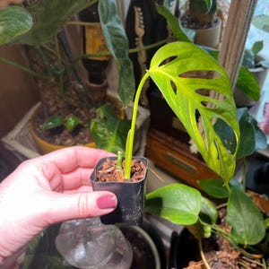 May include: A small, green Monstera adansonii plant with a single leaf in a black plastic pot. The plant is being held by a hand.