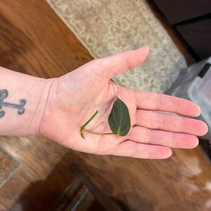 May include: A single dark green leaf with a stem, held in an open hand. The leaf has visible veins and a smooth texture. The stem is a light brown color. The background is a wooden floor.