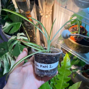 May include: A small spider plant in a clear plastic pot, labeled "Indu Plant 2". The plant has long, slender green leaves with white stripes. The pot is held in a hand, with other plants and a light in the background.