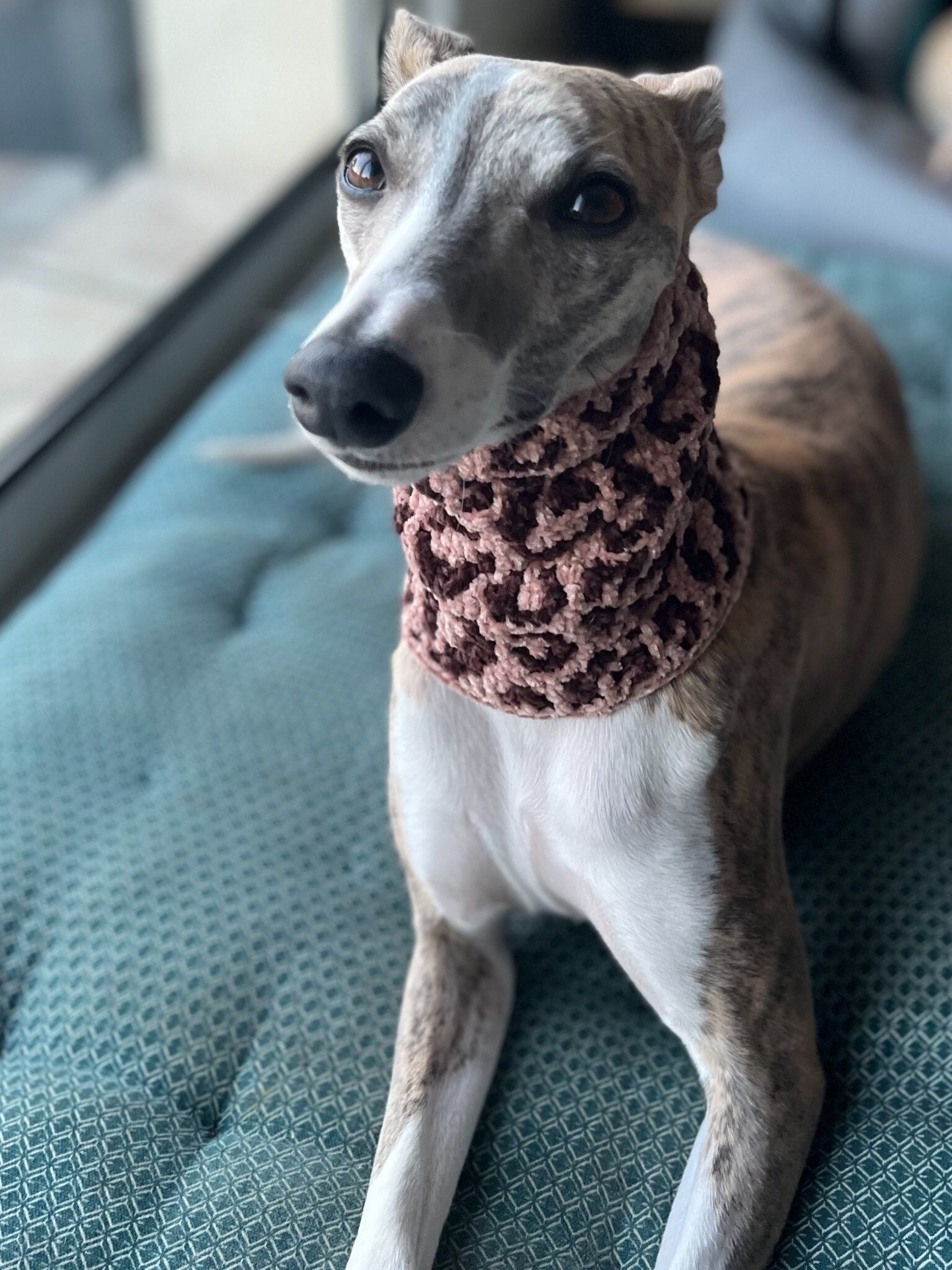 Tour de Cou Pour Chien Motif Léopard, Toucher Velours, Taille sur Mesure et Grand Choix Couleurs, Lé