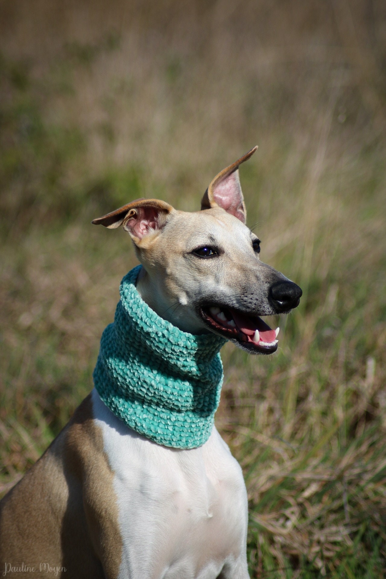 Tour de Cou Pour Chien, Toucher Velours, Taille sur Mesure et Grand Choix Couleurs, Snood Lévrier Gr