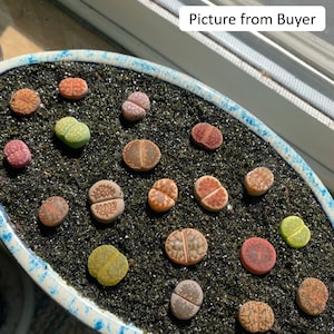 Live Plant-10/20 Lithops 0.4Beginner Friendly, Holiday Gift, Living Stones image 5