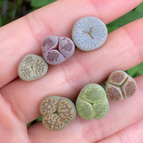 Live Plant-Mutant Lithops (Three leaves/Variegated/Oddly-shaped)|Rare Living Stones