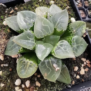 Live Plant-Haworthia correcta Glass Window (2-2.4”)|Rare Succulent Collectibles