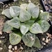 see more listings in the Haworthia section