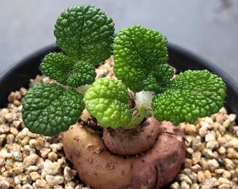 Caudex-Sinningia bullata (1-1.2", Leaves Trimmed)|Rare Caudex Succulent with Green Leaves