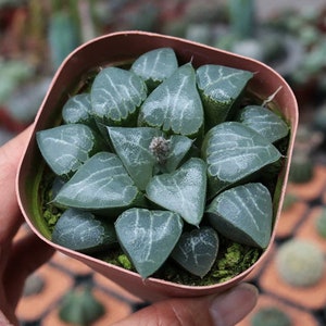 Live Plant-Haworthia Tsukikage (2-2.4”)|Rare Succulent Collectibles, Valentine's Day
