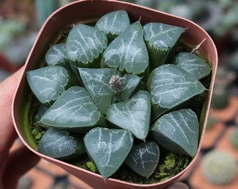 Live Plant-Haworthia Tsukikage (2-2.4”)|Rare Succulent Collectibles, Valentine's Day