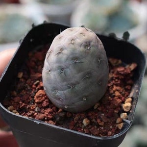 Live Plant-Tephrocactus geometricus (1.2-1.5")|Rare Succulent, Cactus Collectibles