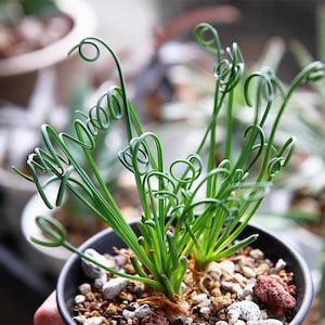 Bulb-Albuca Namaquensis 0.4-0.6, DormantOrnithogalum, Slime Lily, Spring Grass, Rare Succulent image 1