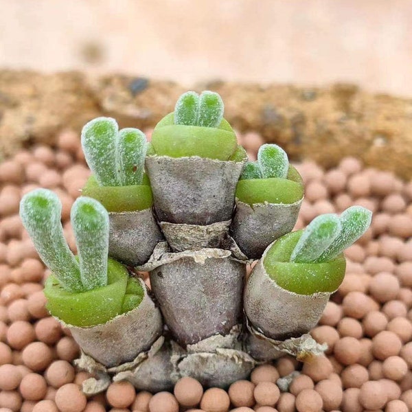 Seed-10/40 Monilaria moniliforme|Bunny Succulent, Rabbit ear