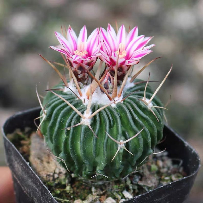 Live Plant-Stenocactus multicostatus 1.2-1.5Rare Succulent, Cactus image 3