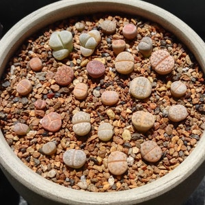 Live Plant-10/20 Lithops 0.4Beginner Friendly, Holiday Gift, Living Stones image 10